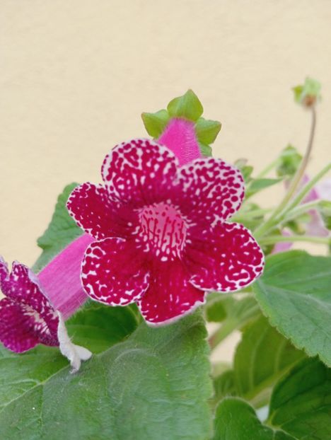  - Kohleria Karl Lindberg