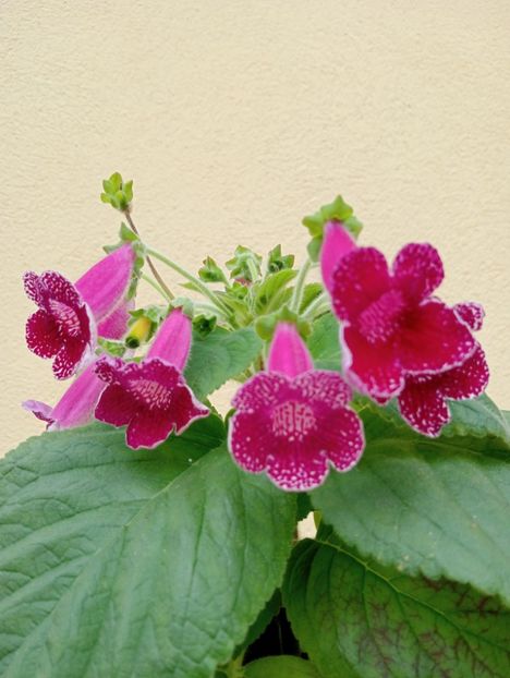  - Kohleria Karl Lindberg