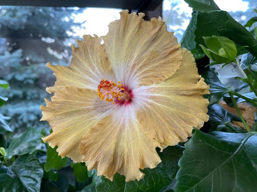  - Moorea Green Gold Pearl