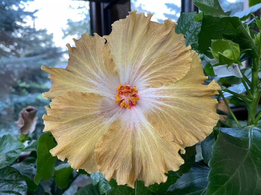  - Moorea Green Gold Pearl