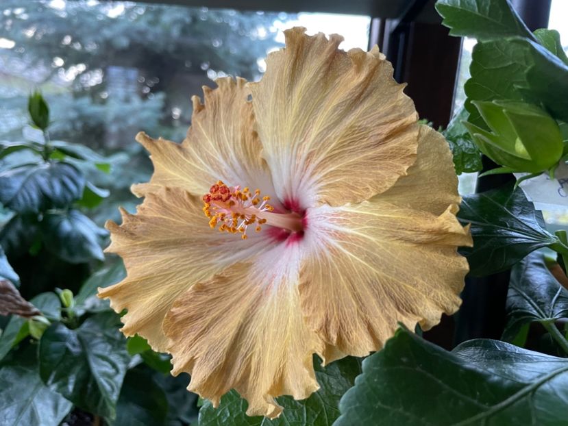  - Moorea Green Gold Pearl