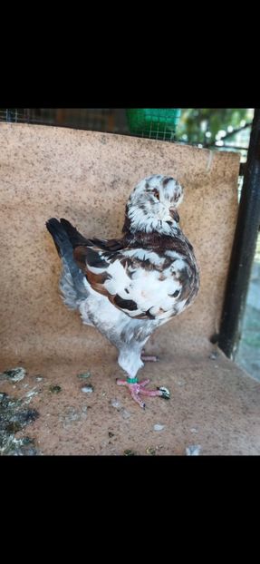  - Porumbei king 2025- pui