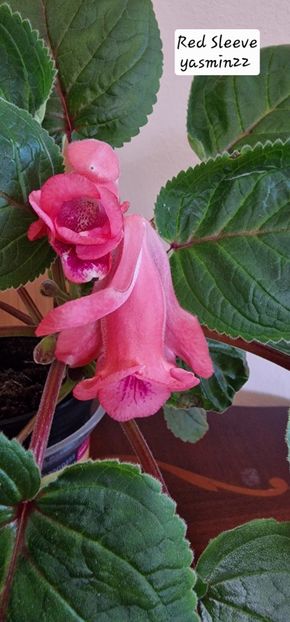 10.10.2025 - Sinningia Red Sleeve