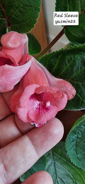 10.10.2025 - Sinningia Red Sleeve