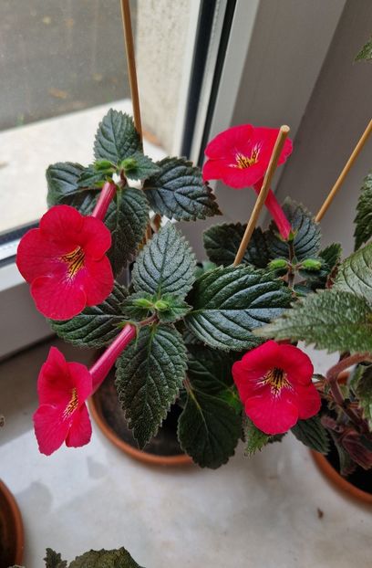  - Rf s Games of Thrones p