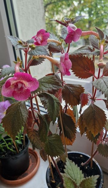  - Rf s Roberto Rainbow Dream p