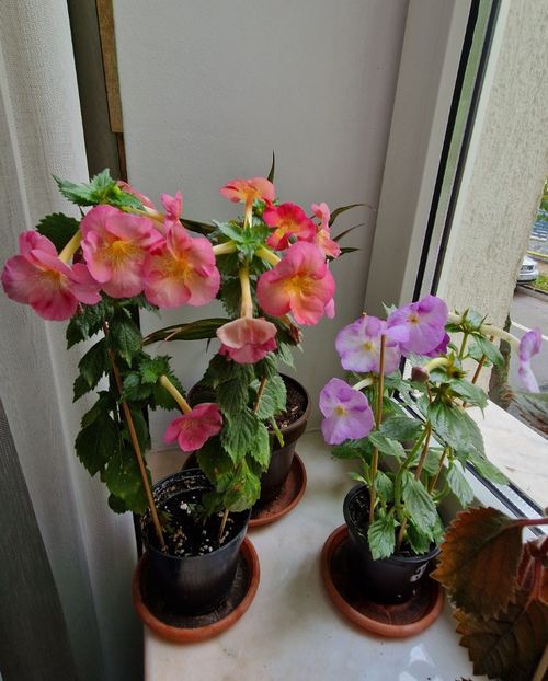 Golden Buck si Umberto Vittorino - Poze de grup 2025