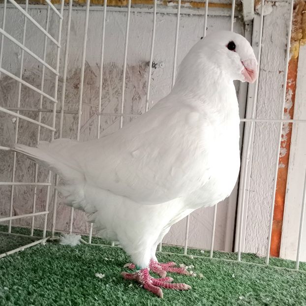 M2025 - Masculi Matca 2026