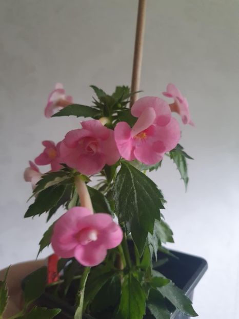 Messenger_creation_8694D82F-B416-4E81-981B-41A23CC7917F - Aussie Beauty