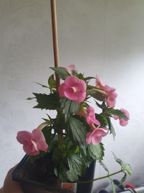 Messenger_creation_B1C20A8B-588A-4F81-AD76-9ADFDA5D8F69 - Aussie Beauty