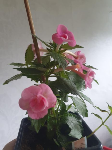 Messenger_creation_B58F20B6-C5E8-4958-9F33-CF5C537B9884 - Aussie Beauty