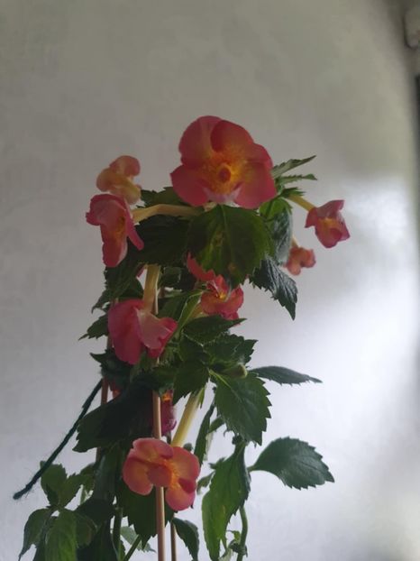 Messenger_creation_99B0CDE5-F6D9-47A5-A8F8-C87EB7067F0C - Golden Buck