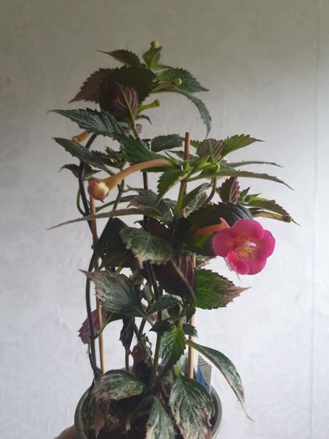 Messenger_creation_A8F11D38-677A-4A9F-B220-F510DC415103 - BriD s Sarah G