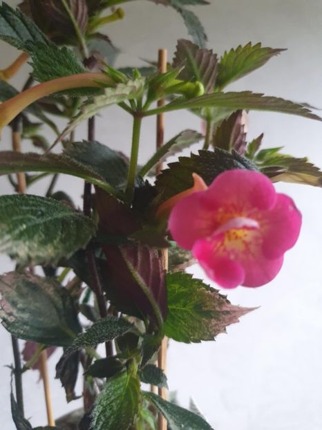 Messenger_creation_2B305D86-1FC0-442B-BEF6-FF7FBB6679C8 - BriD s Sarah G