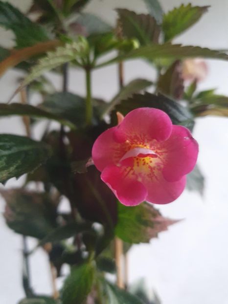 Messenger_creation_CCECD577-898A-4AC4-8C54-FB9D212AF7B4 - BriD s Sarah G