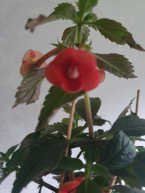 Messenger_creation_8298A130-7C87-4436-8E89-3E2A9427349A - Golden Trump Xa