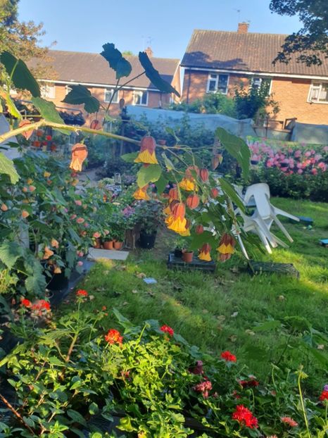 Messenger_creation_EB86527F-3282-4AFD-988A-1CE74E69CC07 - - Abutiloni 2025