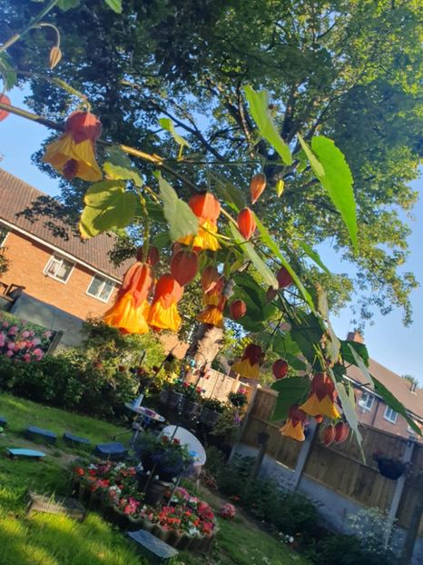 Messenger_creation_FD208329-4531-47E5-8AA0-F1AA31722BF8 - - Abutiloni 2025