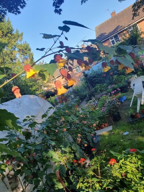 Messenger_creation_1CD0E8B8-8A46-4EA8-B1E4-9C172A7A747A - - Abutiloni 2025