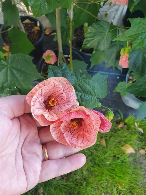 Messenger_creation_ED4CFA59-DC52-4EA1-8364-BEA73C2B61C4 - - Abutiloni 2025