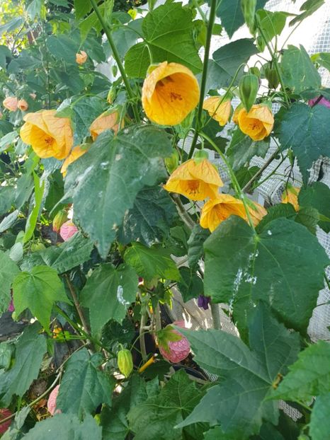 Messenger_creation_FC8EB429-4A96-464F-B97C-21FFFE883C29 - - Abutiloni 2025