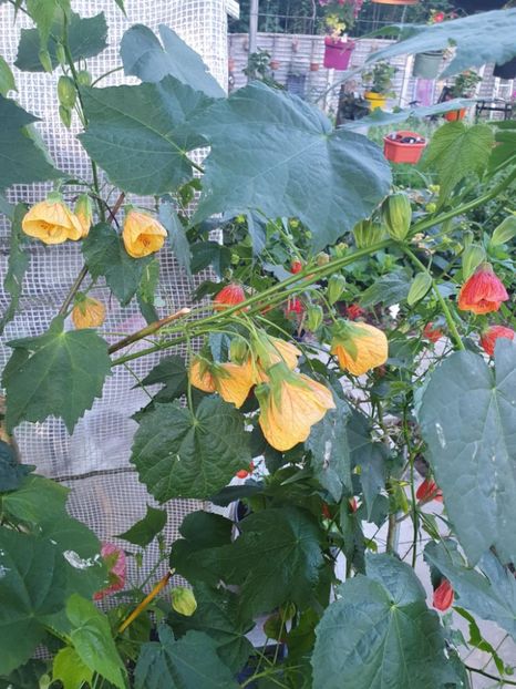 Messenger_creation_7EDF266C-8914-413E-A9B6-DC2FEDFE2E6C - - Abutiloni 2025