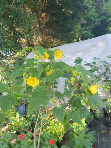 Messenger_creation_DC7B9972-1FD5-4395-A57B-B7A461A0C149 - - Abutiloni 2025