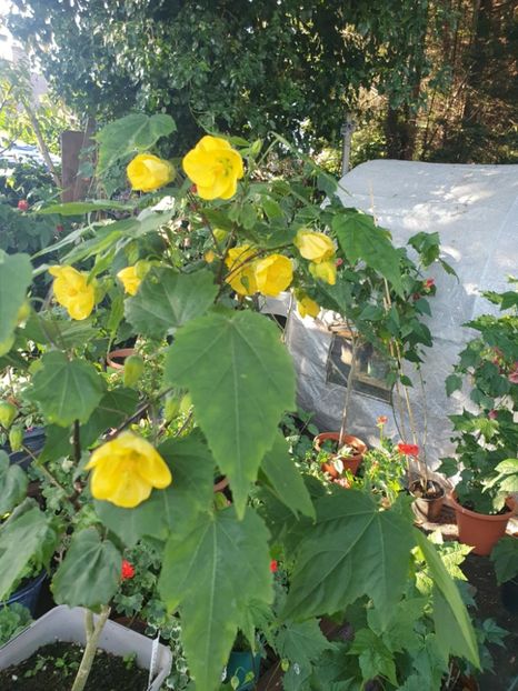 Messenger_creation_AD3243CB-7CB8-48F2-A4B1-BFB8BBC6E3EA - - Abutiloni 2025