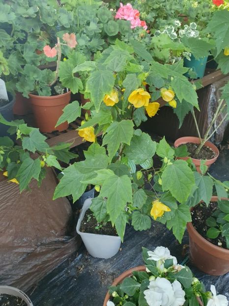 Messenger_creation_4770650D-A7CB-4B80-B9F2-F68B877538E3 - - Abutiloni 2025