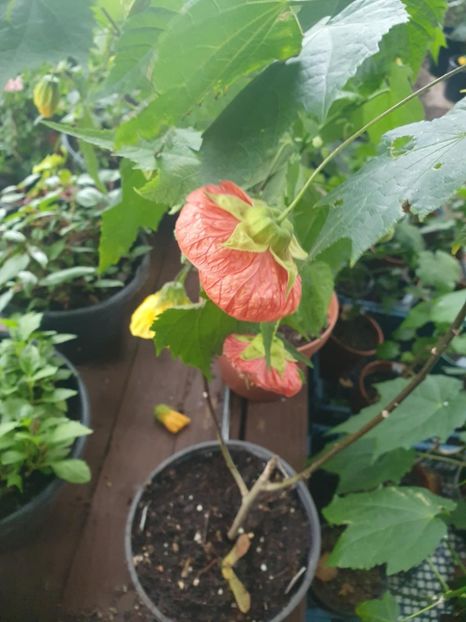 Messenger_creation_9399B290-990F-4AF7-9093-D239C29F9DF7 - - Abutiloni 2025