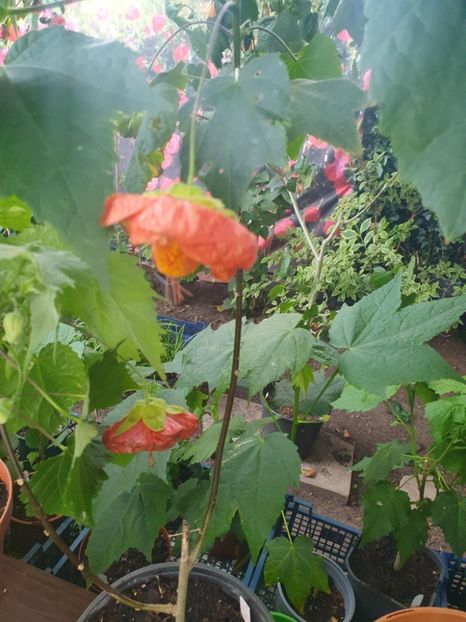 Messenger_creation_581AECF1-E3FE-4D8D-A792-80A5E1CCCF59 - - Abutiloni 2025