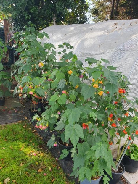 Messenger_creation_0E7425BB-CCDF-4D72-89E5-7F5047C5DD38 - - Abutiloni 2025