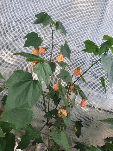 Messenger_creation_F4886ECD-B456-4CE1-A33F-E67A8A14F7C3 - - Abutiloni 2025