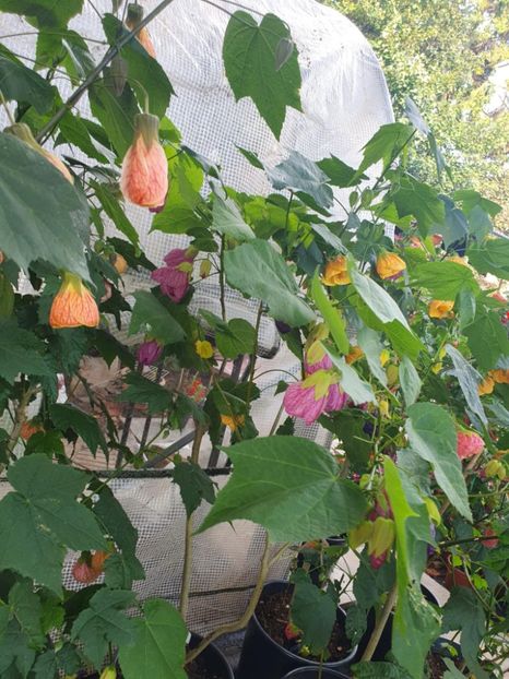 Messenger_creation_2E8D4D75-89F4-48E6-9A0C-AA4AD1008CEF - - Abutiloni 2025