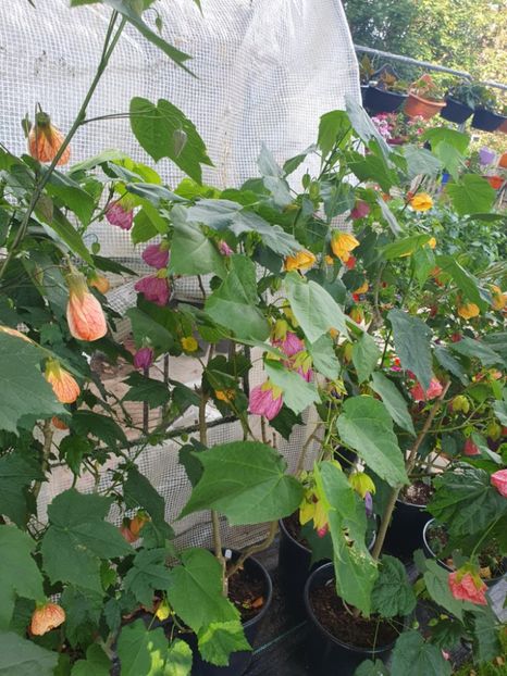 Messenger_creation_9E823E4F-8105-43D2-B71C-30CBBF7E412C - - Abutiloni 2025