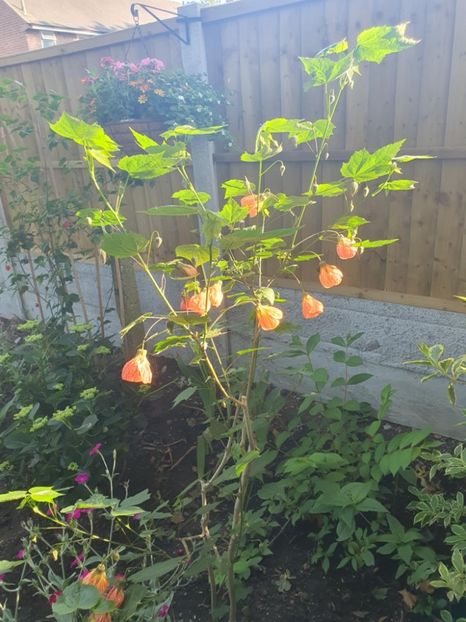 Messenger_creation_7937656B-92A0-4602-B349-AA84D39B962F - - Abutiloni 2025