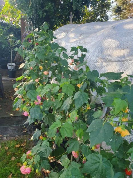 Messenger_creation_A2FA18AD-A644-4ADB-B28E-565C71C749F7 - - Abutiloni 2025