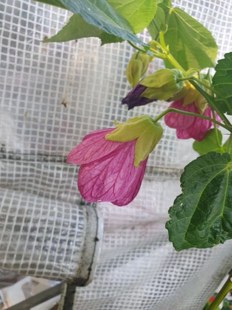 Messenger_creation_9CAD7460-DE15-4324-A380-0F2BF0DB6030 - - Abutiloni 2025