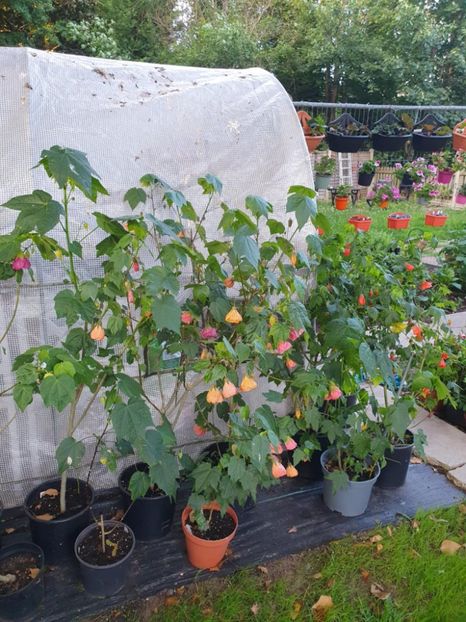 Messenger_creation_3CBAFE94-A83D-46E0-B0D7-32DB60209CFD - - Abutiloni 2025