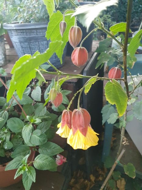 Messenger_creation_04A25CD2-4191-480D-A628-607ECCD0E371 - - Abutiloni 2025