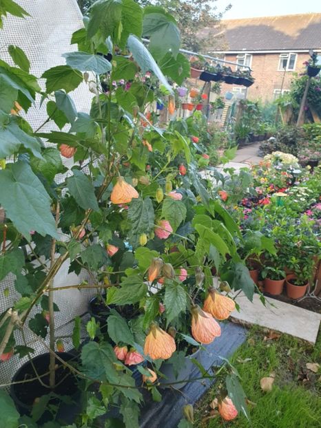 Messenger_creation_77240629-69C7-4769-87BF-1343AD4B0200 - - Abutiloni 2025