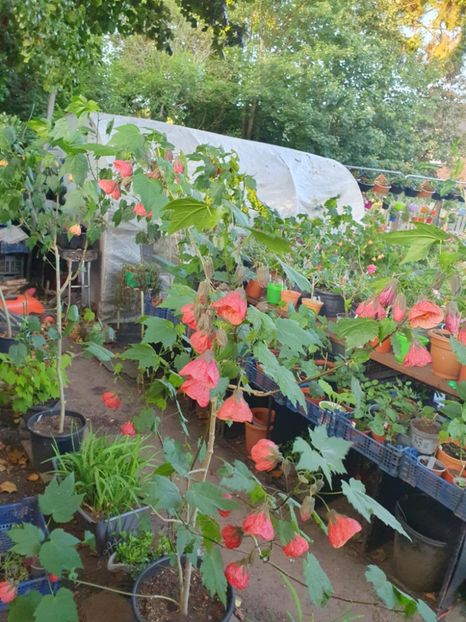 Messenger_creation_046EA302-C692-4D8E-BA00-D1A7705ACF51 - - Abutiloni 2025