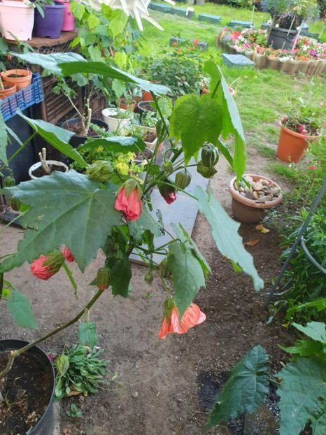 Messenger_creation_DE97A05E-BA0E-4E07-A71A-AE0A8BB1045A - - Abutiloni 2025