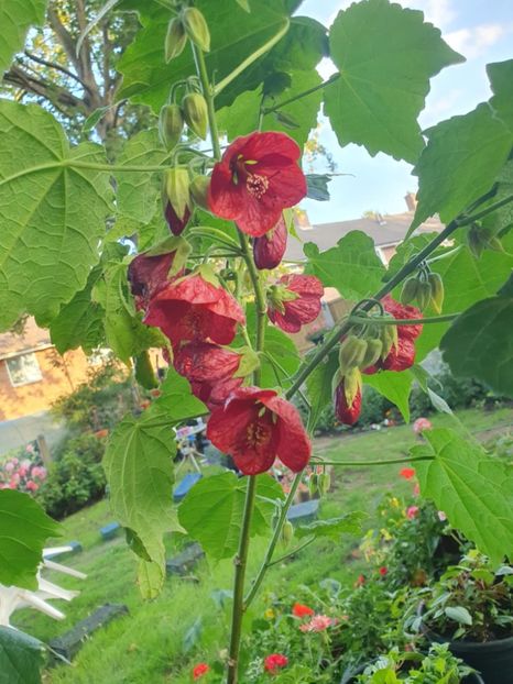 Messenger_creation_C988F0E7-9CFF-4607-BA6A-8AD23826A81B - - Abutiloni 2025