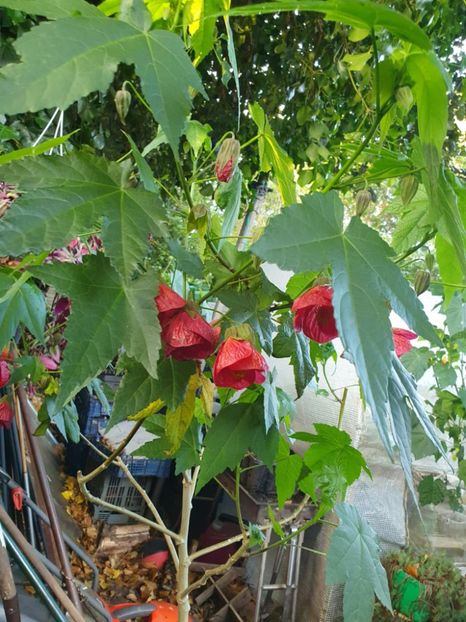 Messenger_creation_24BF05C4-9CBE-4EE4-AE8C-7EF68C2AF875 - - Abutiloni 2025