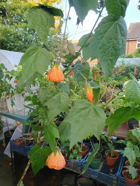 Messenger_creation_5C8AEA32-D83E-4039-B0D8-E9A5B67A5103 - - Abutiloni 2025