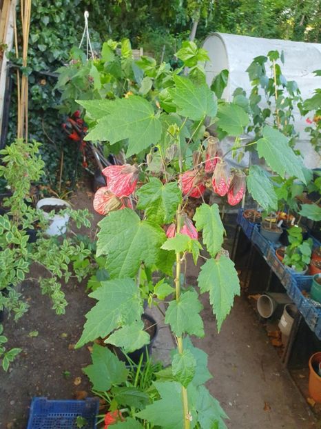 Messenger_creation_29A2C66E-CE12-4D21-88A2-6139C4994C7D - - Abutiloni 2025