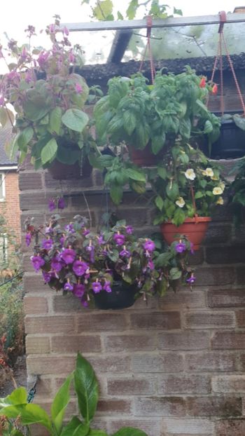 Messenger_creation_EF605888-14C8-4011-B016-89ECB9F8286E - - Achimenes în gradina