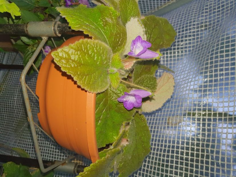  - - Achimenes în gradina
