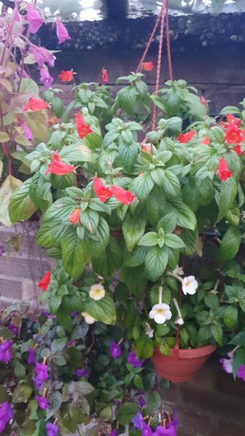 Messenger_creation_60FB5430-4007-4F4B-8BE8-C569FFF6ABF4 - - Achimenes în gradina